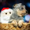 5 LETLICE BOKEH Kopie 5 LETLICE BOKEH Kopie